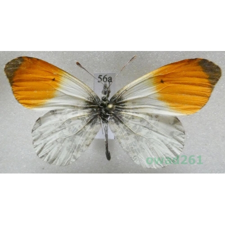 Anthocharis cardamines (Linnaeus, 1758) male Czech56a